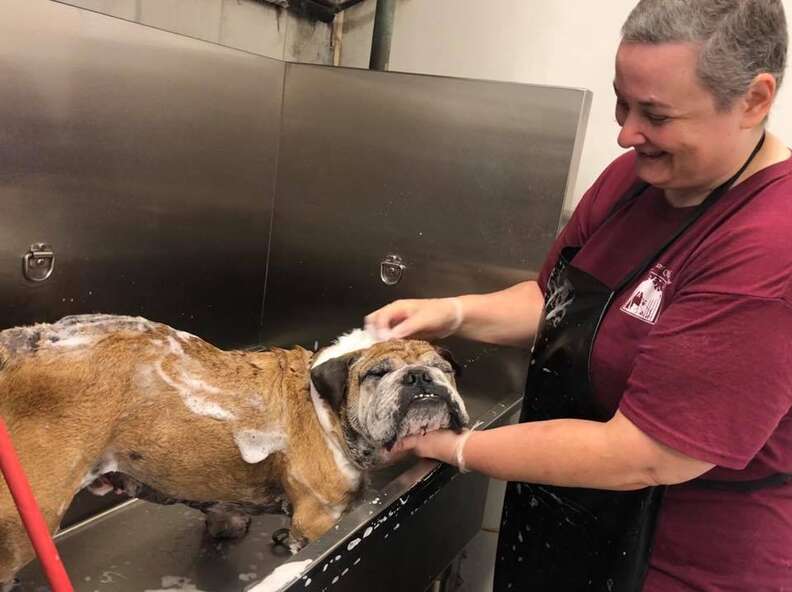 Bulldog with skin infection gets bath at groomers