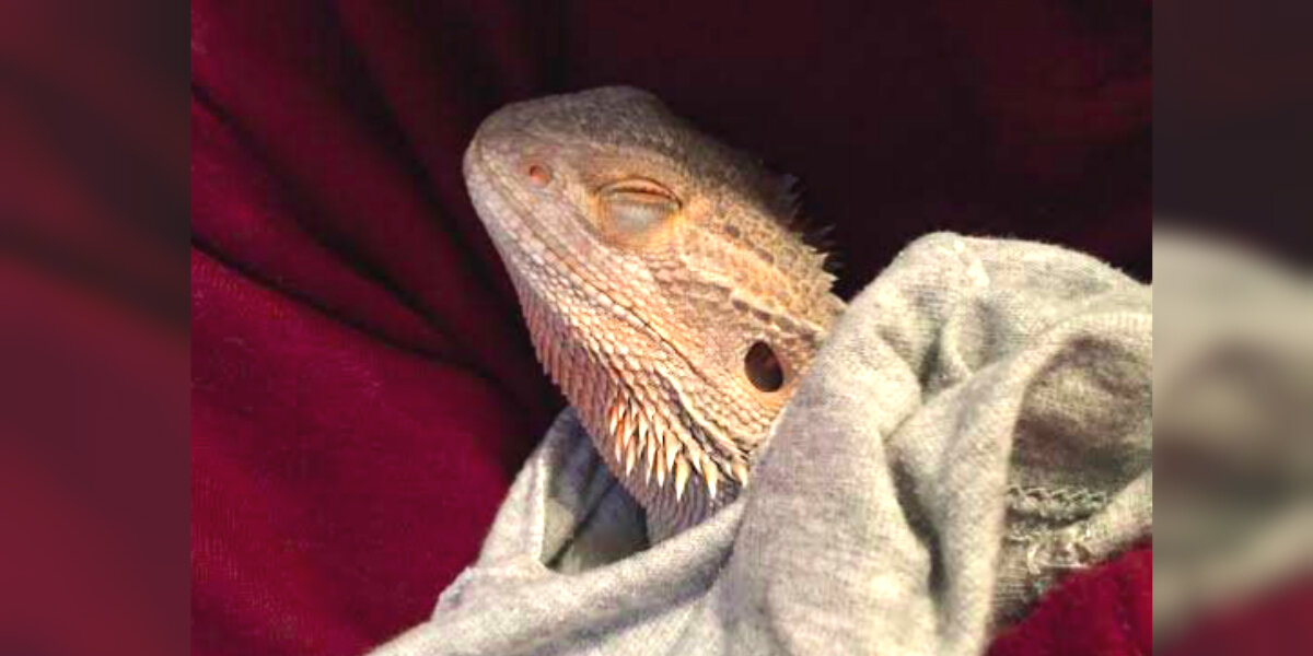 This Bearded Dragon Is Obsessed With Blankets The Dodo