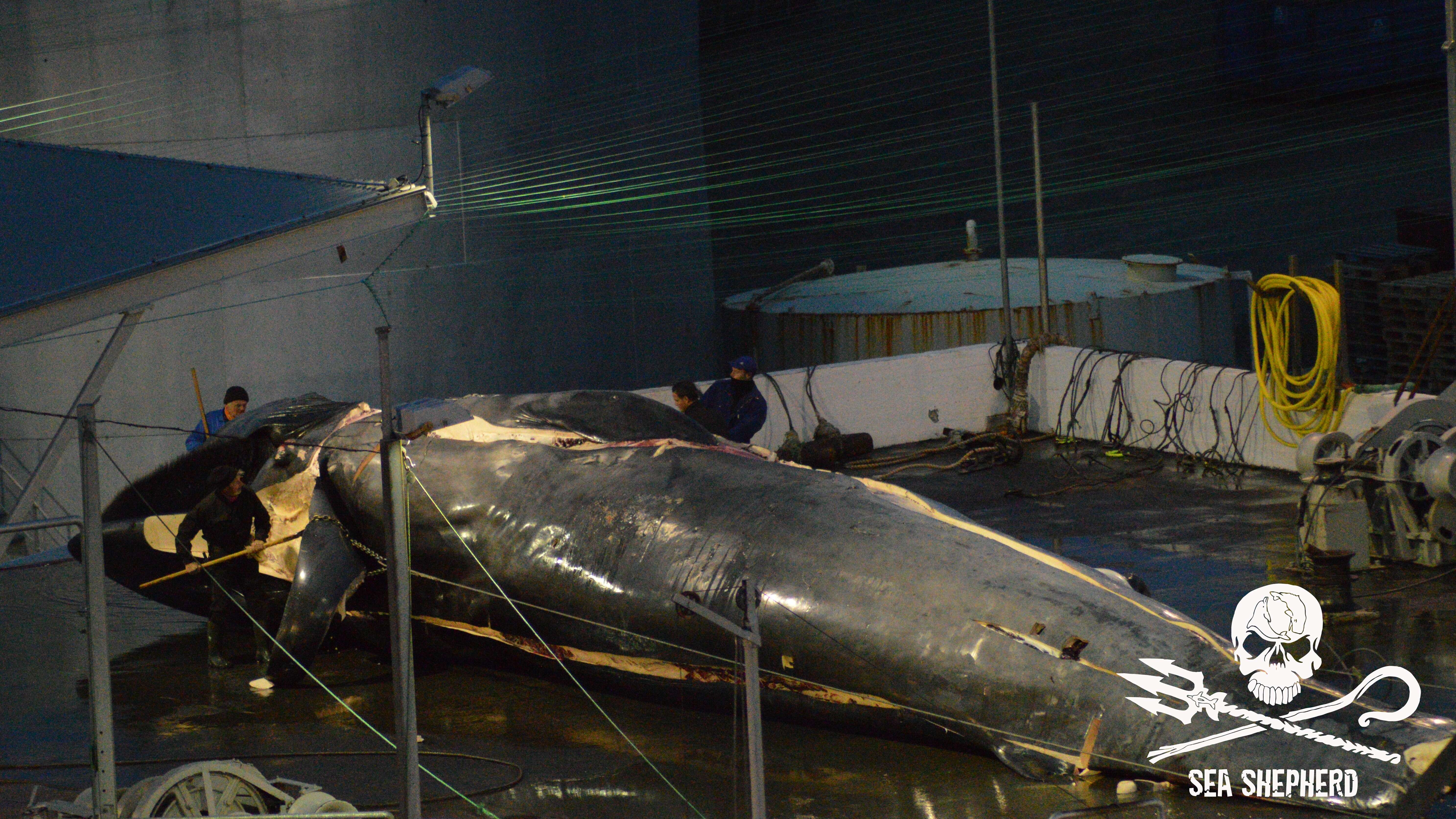Workers cutting up dead whale