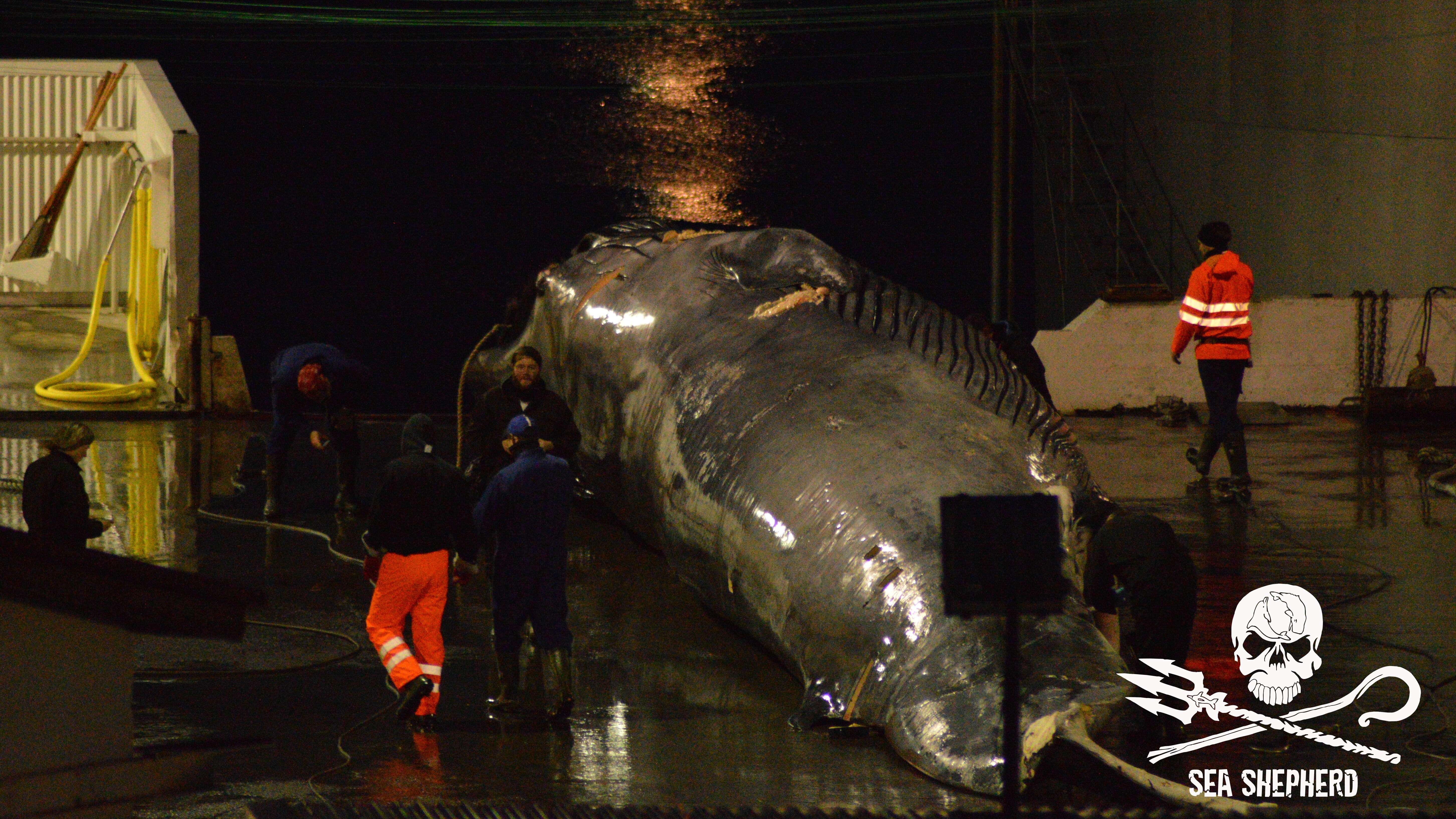 Rare hybrid whale at Icelandic whaling station
