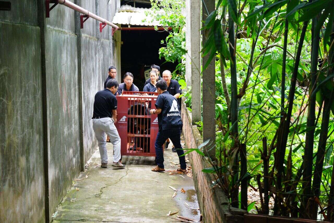 Rescuers carrying crate containing bear