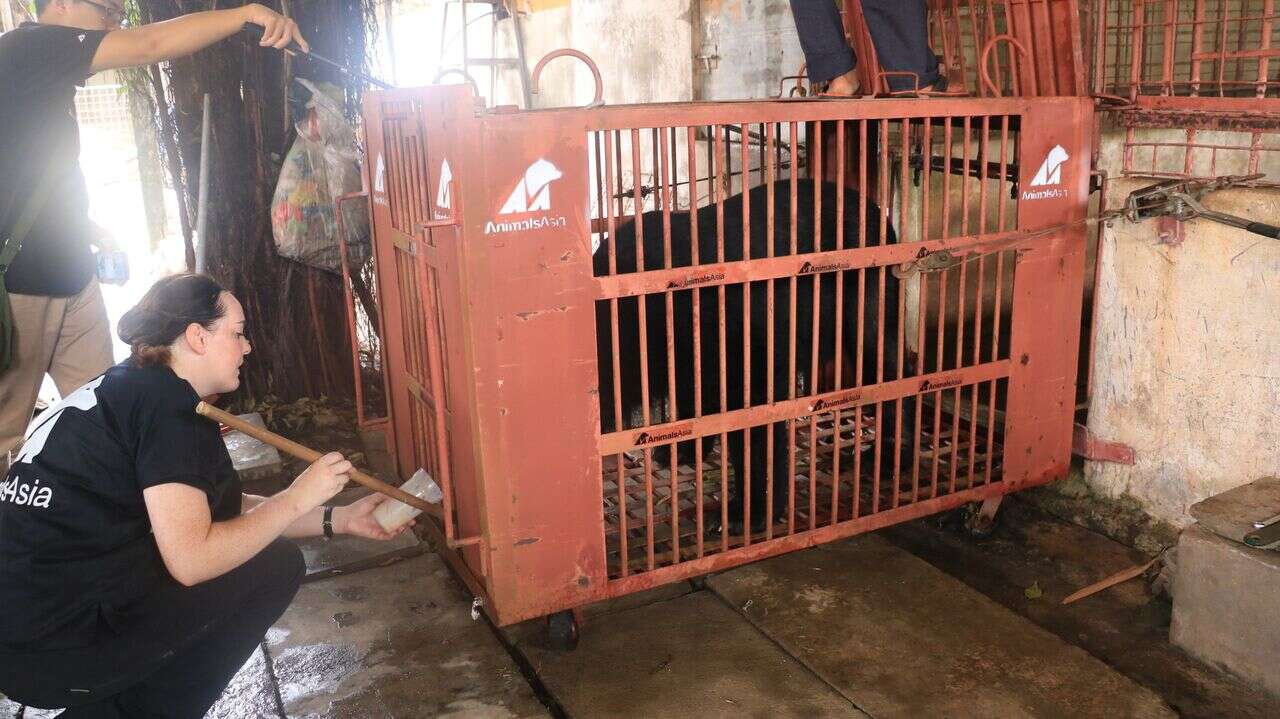 Rescued bear in transport crate