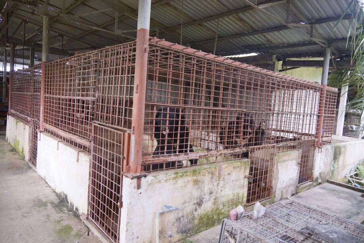 Bears trapped in cages at a bile farm