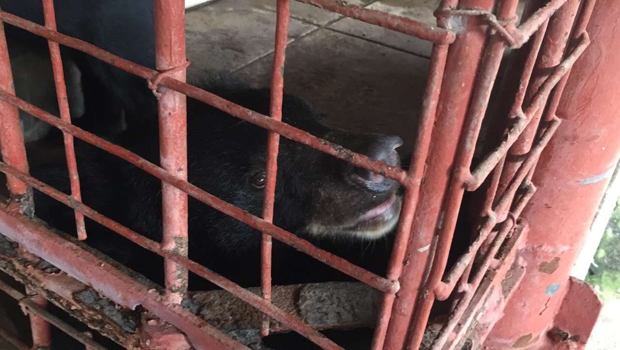 Bear in cage at bile farm in Vietnam