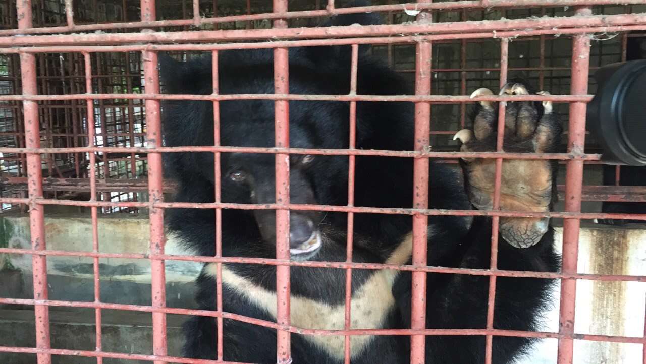 Moon bear placing paw on cage