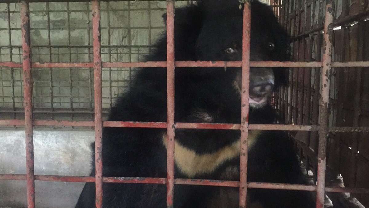 Moon bear in cage at bile farm