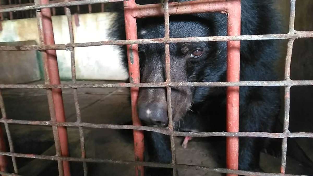 Bile bear inside cage in Vietnam