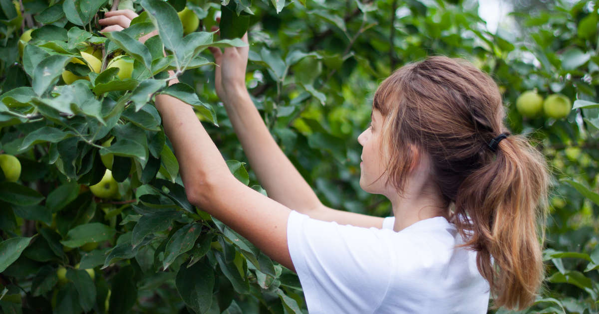 Best Apple Picking in NJ New Jersey Orchards to Visit This Fall