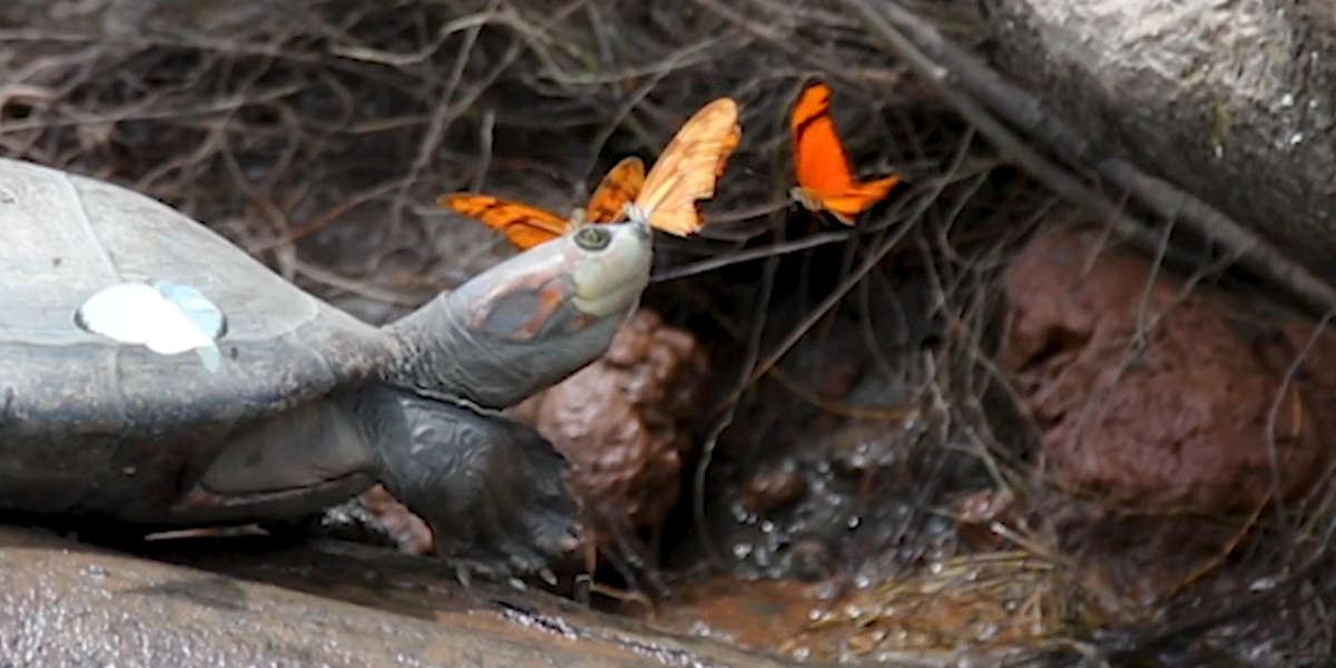 Watch These Butterflies Drink Turtle Tears Videos The Dodo