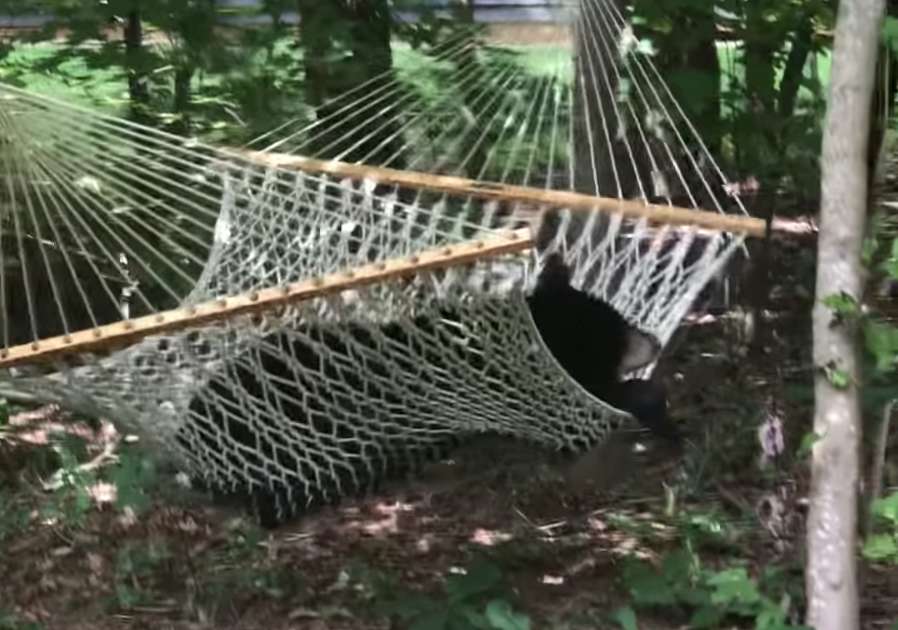 Bear Takes Nap in a Hammock in a North Carolina Family's Backyard