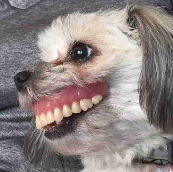 Dog Has Strange New Smile After Stealing Her Dad's Dentures - The Dodo