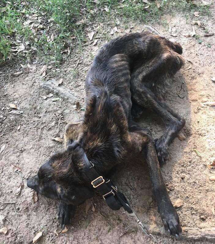 Champ the dog starved outside home in Laurens, South Carolina