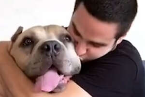 Pit Bull Saved From Dog Fighting Changes His Dad’s Life