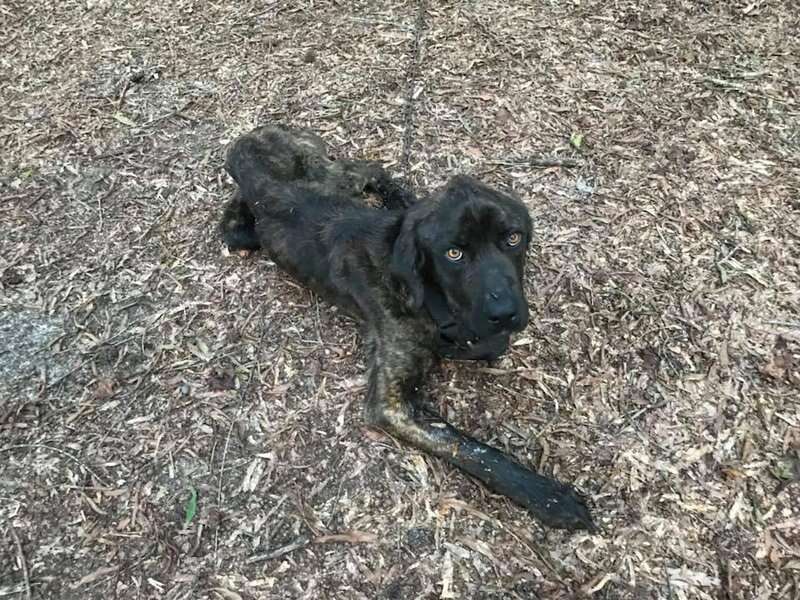 A young emaciated mastiff mix  