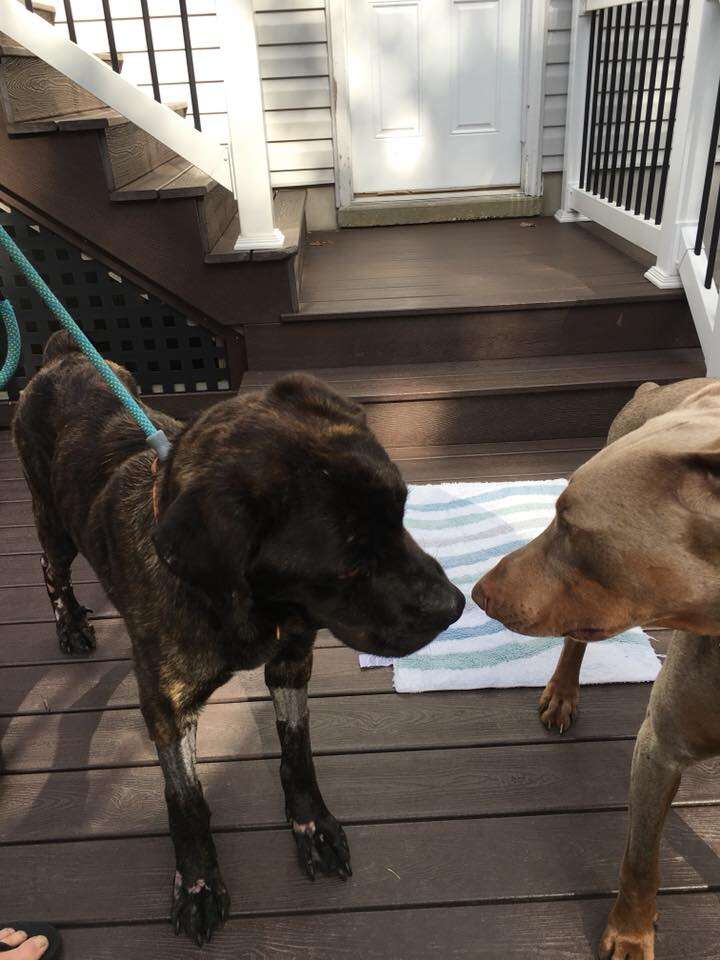 Champ meets his new brother at his foster home in Maryland