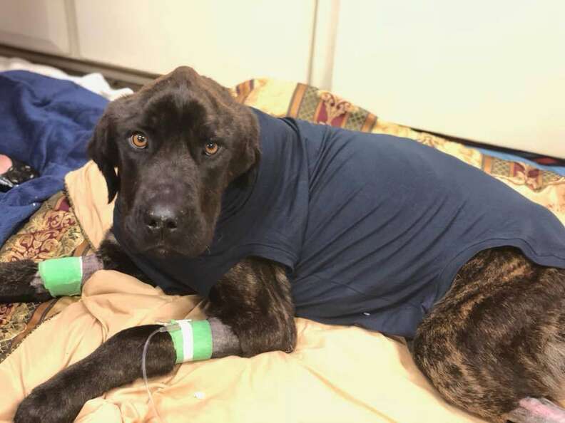 Champ at the vet in South Carolina
