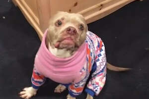 Woman Falls In Love With Senior Pit Bull