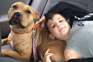 Pit Bull Rescued From Dog Fighting Is The Best Big Sister
