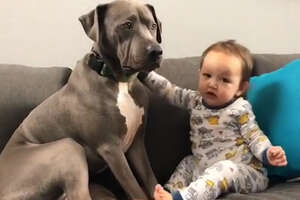 'Aggressive' Pit Bulls LOVE Their Baby Brother 