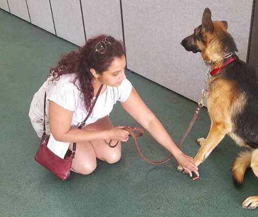 dog rescue german shepherd shelter