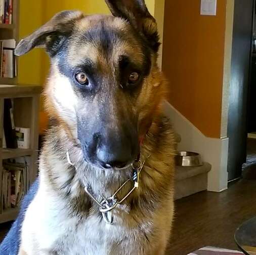 german shepherd rescue rocco