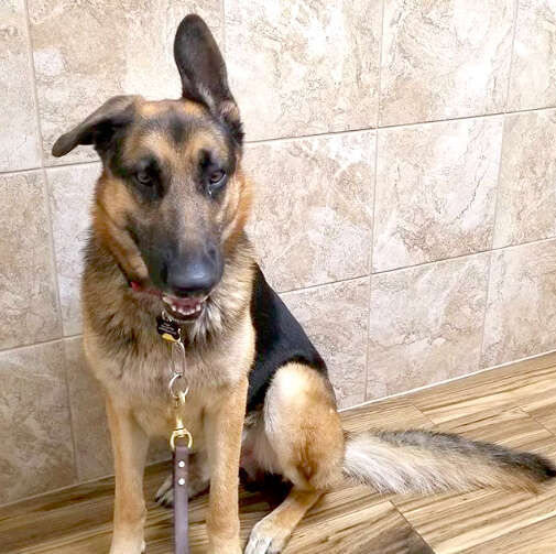 german shepherd rescue