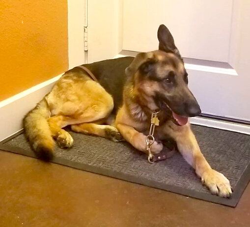 german shepherd breeders dfw