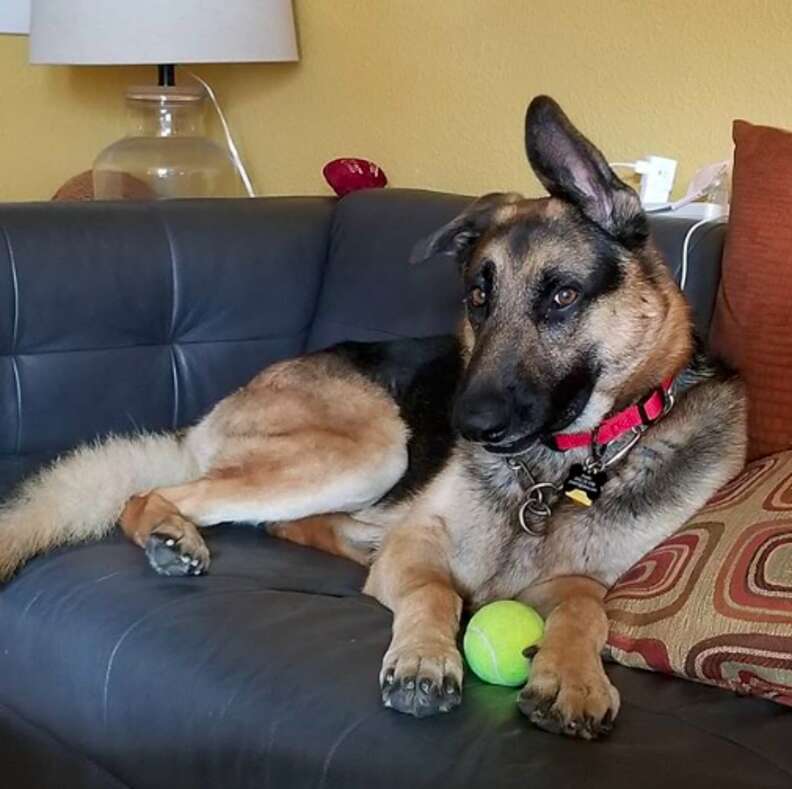 Video shows excited German shepherd jump into box of pet toys to pick one  out - ABC7 Los Angeles