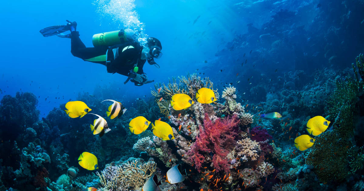 Wreck Valley Diver - Swim And Scuba, Long IslandSwim And Scuba