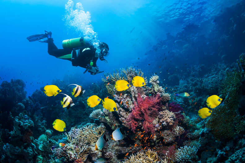 Scuba diver with butterflyfish