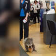 Wild koala wanders into an Australian pharmacy