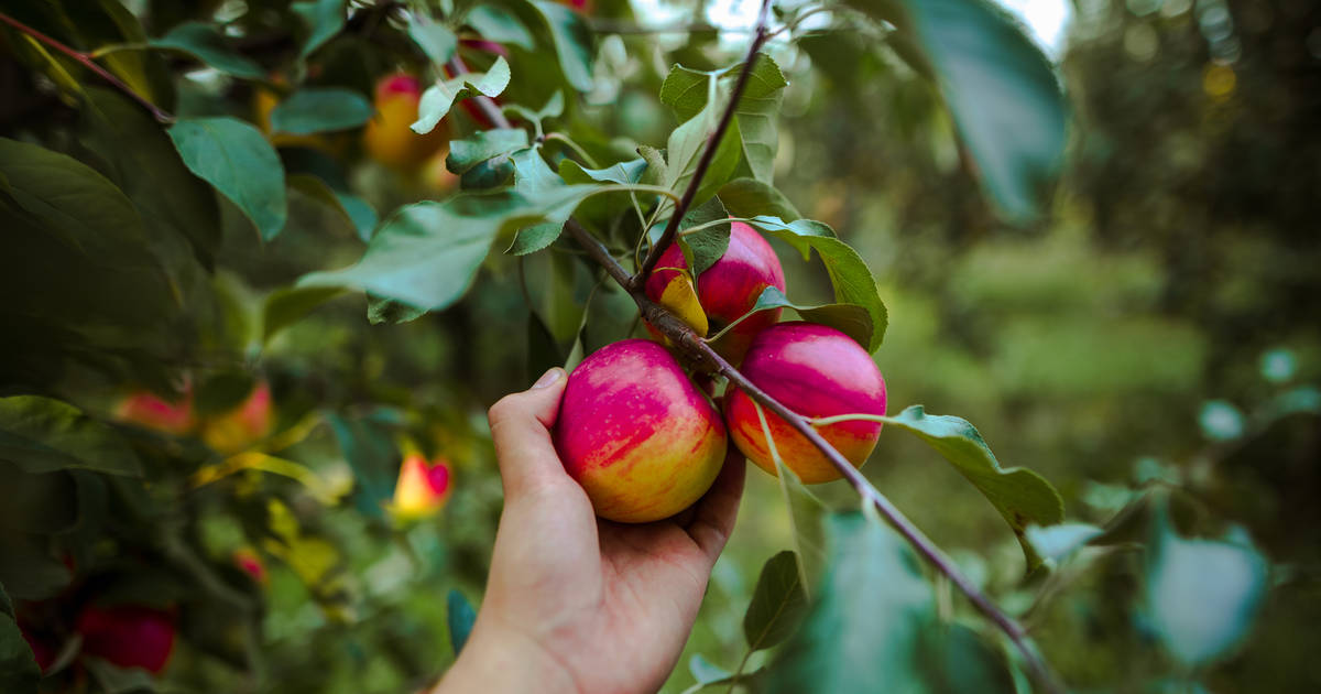 1/4 Bushel Honey Crisp Apple (Las Vegas)