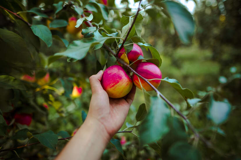 U-Pick Honeycrisp - Blake Farms