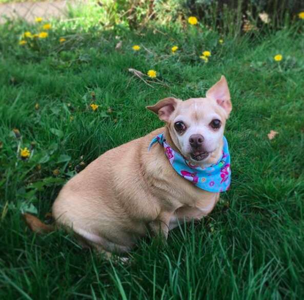 chihuahua weighed 19 pounds