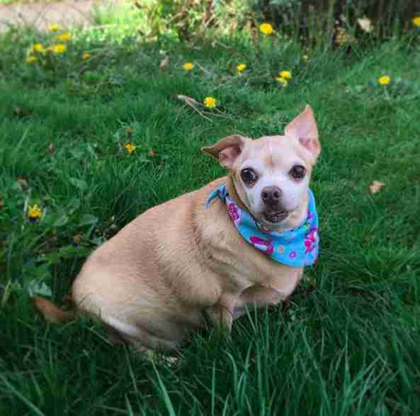 Rescued Chihuahua Was So Overweight He Could Barely Walk - The Dodo