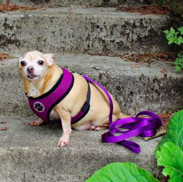 chihuahua weighed 19 pounds