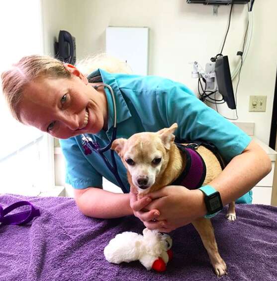chihuahua weighed 19 pounds