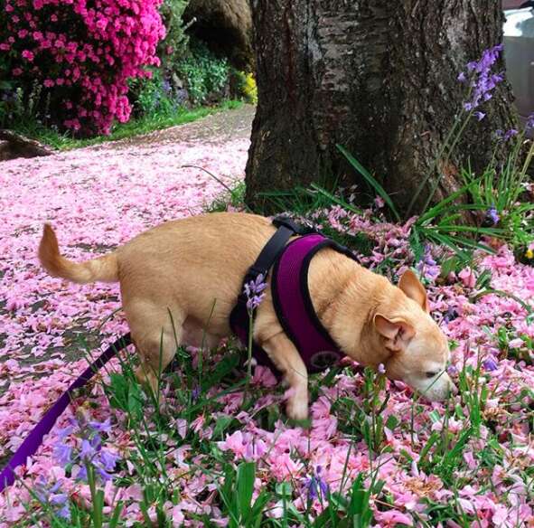 chihuahua weighed 19 pounds