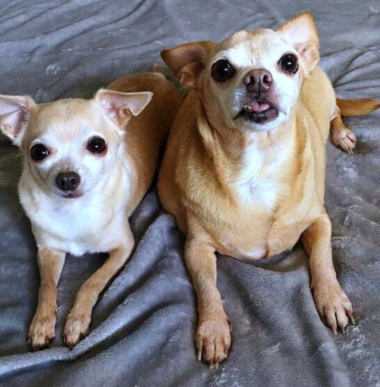 chihuahua weighed 19 pounds