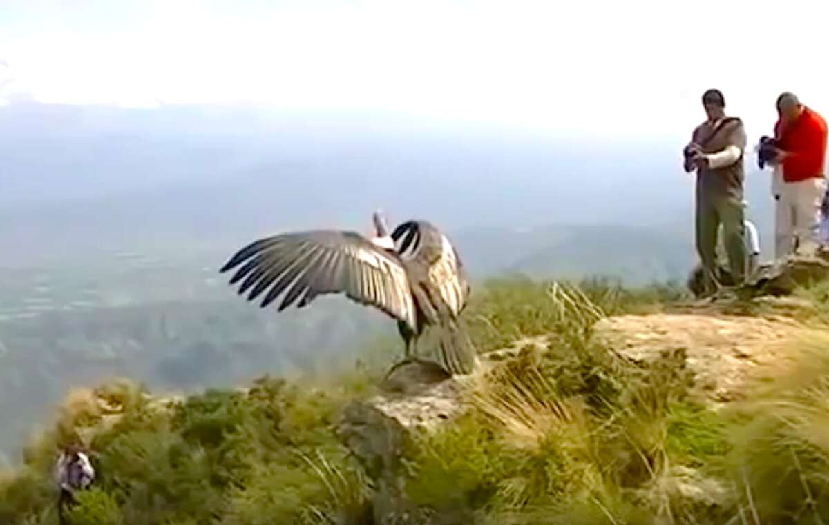 Condor "thanks" rescuers before flying back to the wild