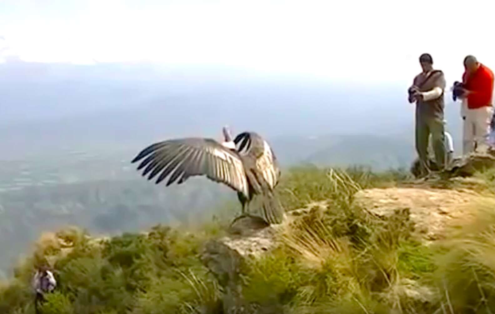 Condor 'Thanks' Rescuers Before Flying Back To The Wild - The Dodo