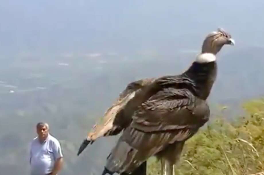 Condor Rescue Condor 'Thanks' Rescuers Before Flying Back To The Wild - The Dodo