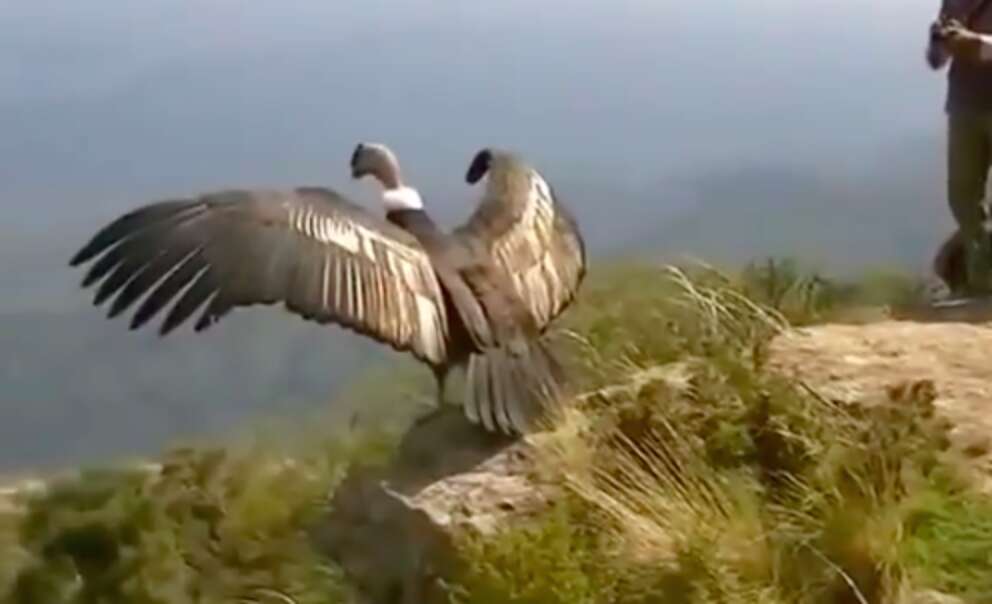 Condor Rescue Condor 'Thanks' Rescuers Before Flying Back To The Wild - The Dodo