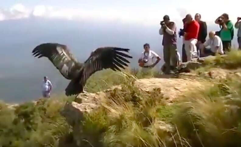 Condor "thanks" rescuers before flying back to the wild