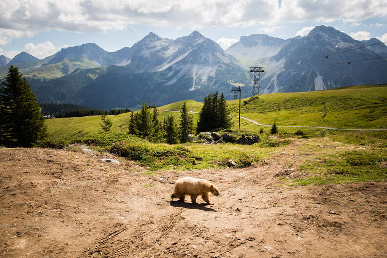 Rescued circus bear at most beautiful sanctuary