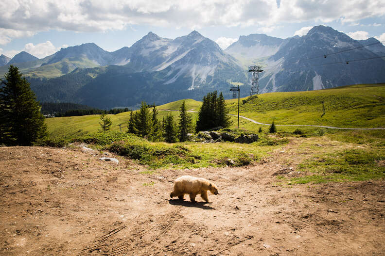 Rescued circus bear at most beautiful sanctuary