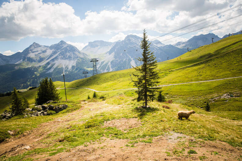 Rescued circus bear exploring most beautiful sanctuary in Swiss Alps