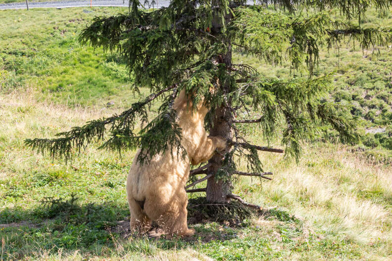Rescued circus bear exploring tree in Swiss sanctuary