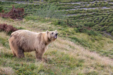 Ex-circus bear Napa enjoying his home at Switzerland sanctuary