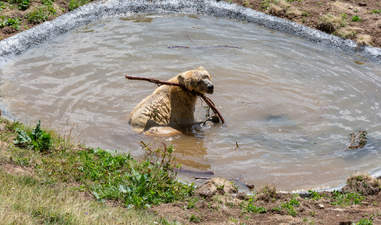 Ex-circus bear Napa enjoying his personal pool in Switzerland sanctuary